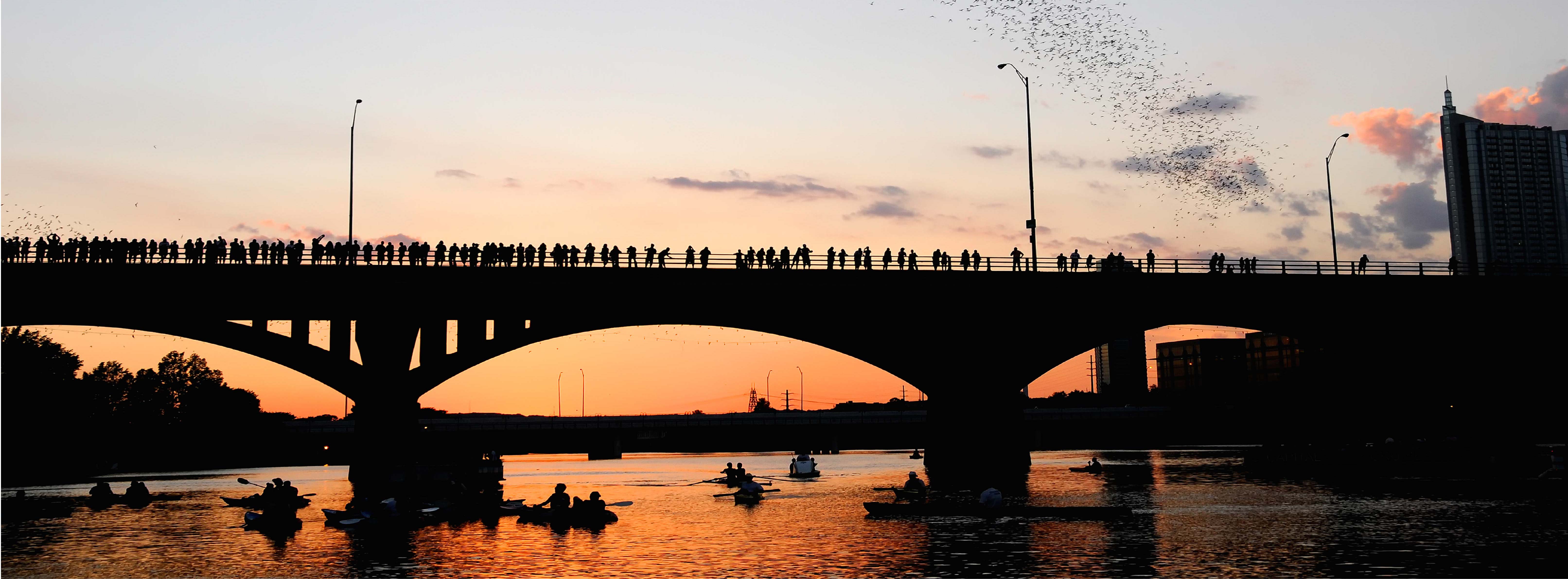 south-congress-bridge-bats